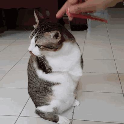 失去了前腿和尾巴，袋鼠猫的萌哒哒生活