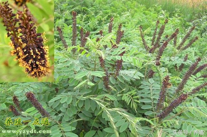 十种树叶养兔可部分替代饲料,哪种牧草养兔长得快最有效