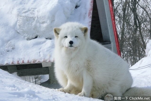 毛茸茸天堂蔵王狐狸村让你享受被狐狸淹没的幸福感
