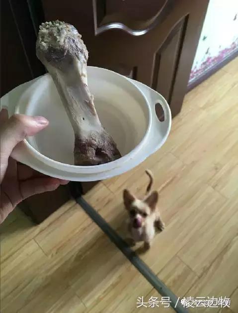 注意！骨头能够杀死狗！