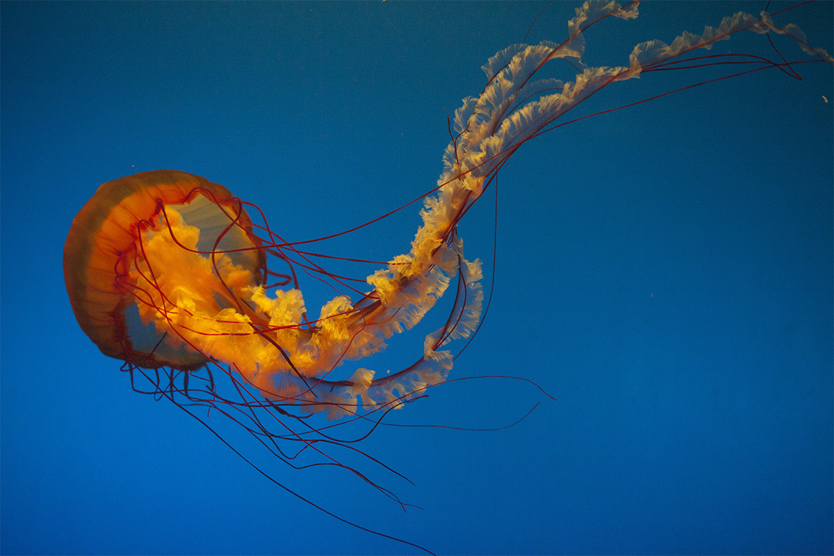 水母海洋世界,中国海洋世界水母馆