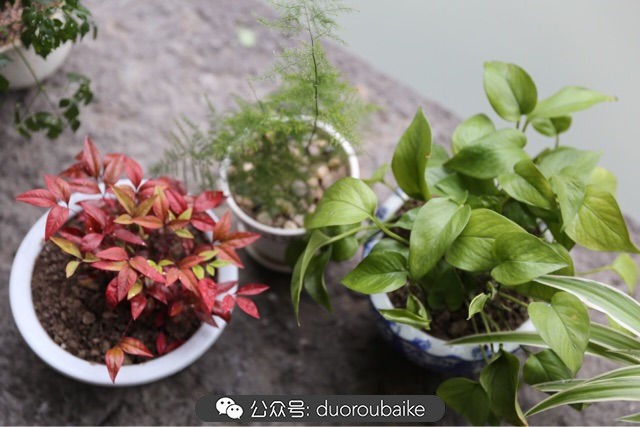 古镇寻肉记：那些旅行中遇见的植物！