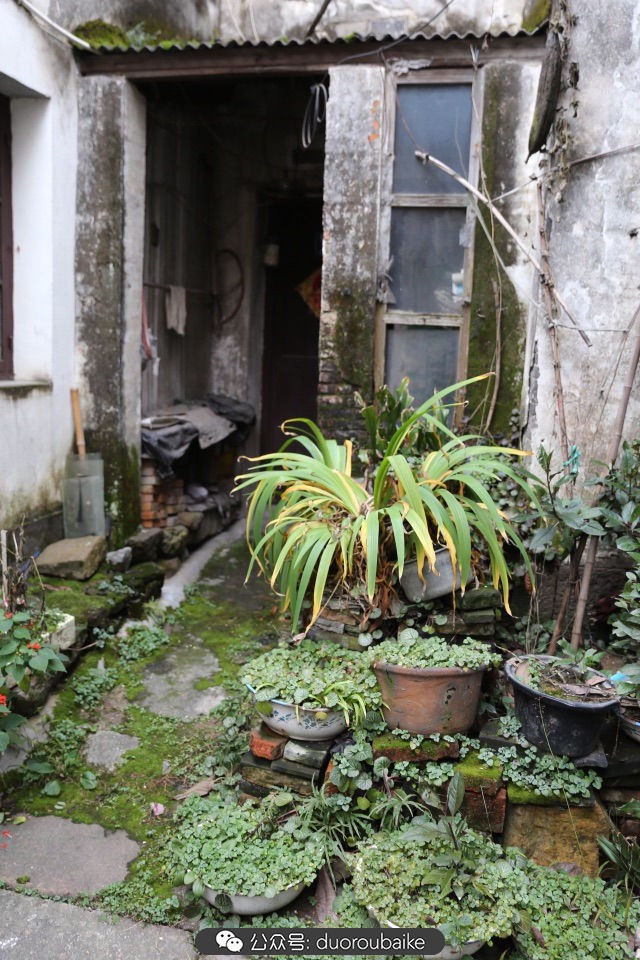 古镇寻肉记：那些旅行中遇见的植物！