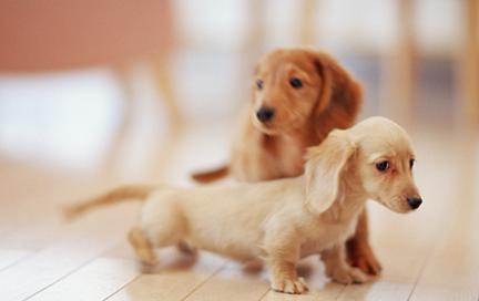 宠物死亡证明能够网上开吗,开宠物死亡证明要哪些材料