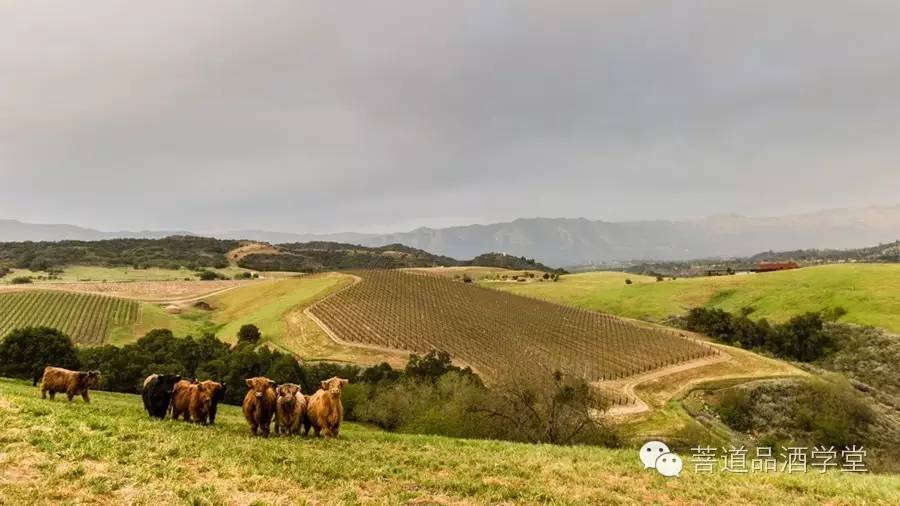 顶级膜拜酒,膜拜酒排行榜