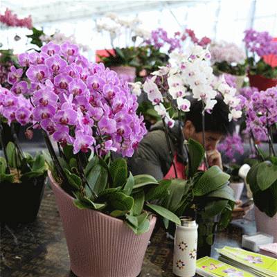 明起五天，因聚集人群太多，奥体附近交通将出现大幅拥堵