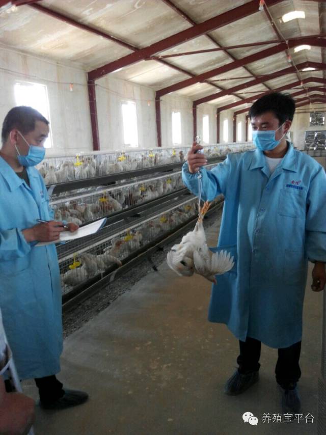 爱佳集团杨经理,杨文斌的养殖场