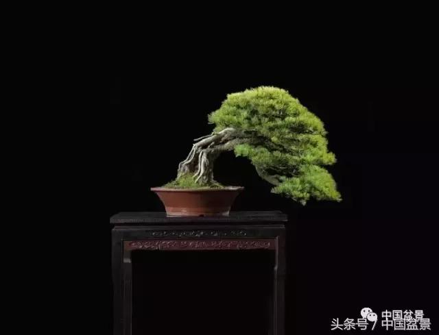 扇面文化与松柏盆景艺术欣赏