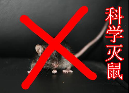 灭鼠家里面的老鼠的最好方法,农村冬天房子顶上有老鼠怎么办