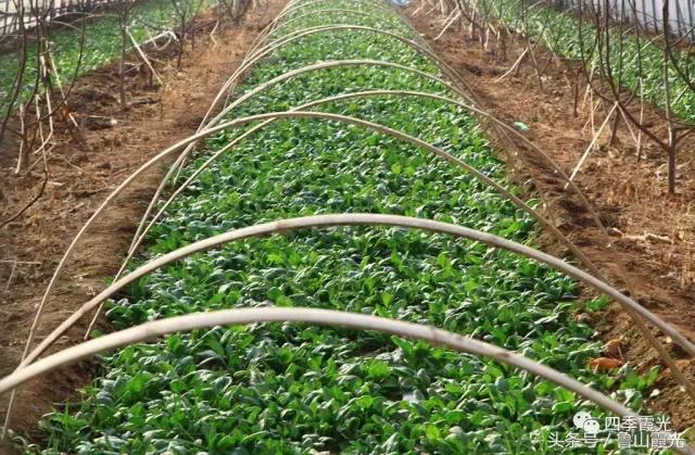 魅力龙泉,龙泉镇富硒采摘园