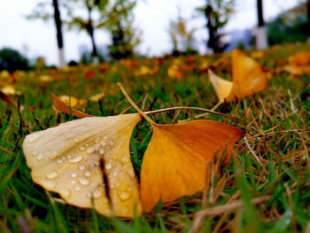 小米5拍照对比,小米5拍人像