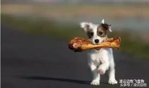 注意！骨头能够杀死狗！
