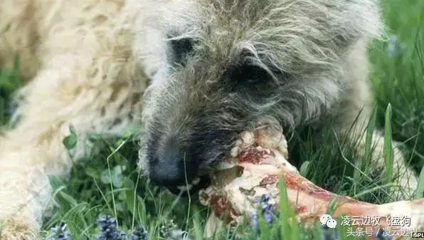 注意！骨头能够杀死狗！