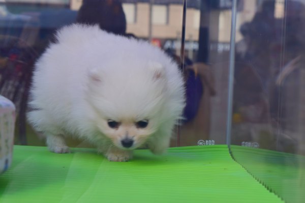 日韩邮轮游自由行,日韩航线邮轮旅游