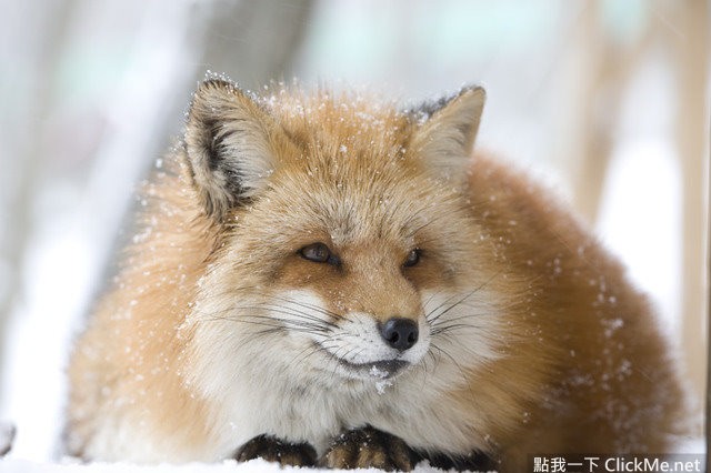 毛茸茸天堂蔵王狐狸村让你享受被狐狸淹没的幸福感