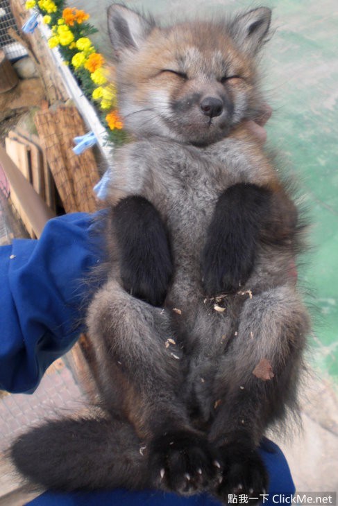 毛茸茸天堂蔵王狐狸村让你享受被狐狸淹没的幸福感