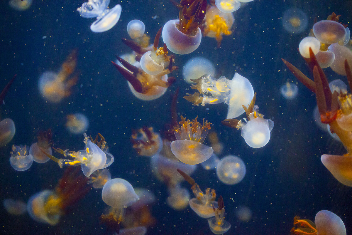 水母海洋世界,中国海洋世界水母馆