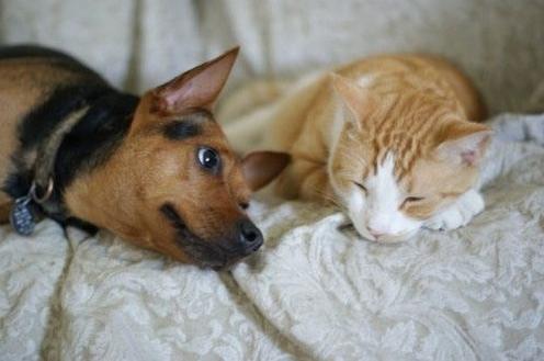 宠物死亡证明能够网上开吗,开宠物死亡证明要哪些材料