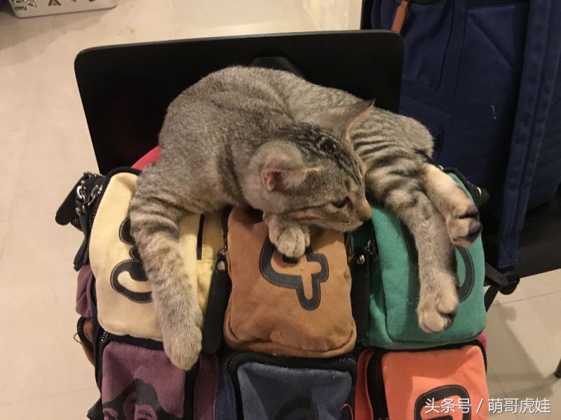 给喵星人买了一件小球衣，结果穿到肚子就卡住下不去了