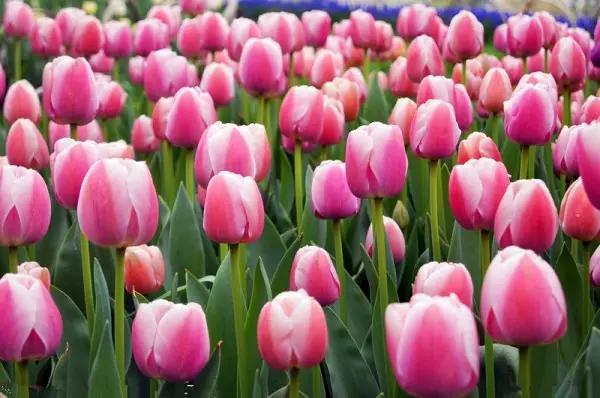 从东莞出发,不到两小时,就能够感受到靓爆灯的童话世界！