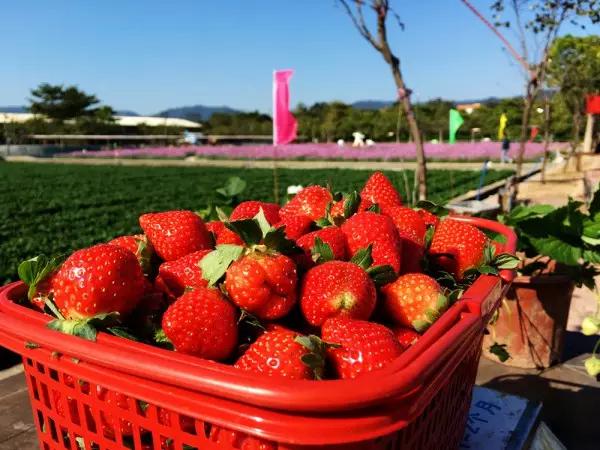 从东莞出发,不到两小时,就能够感受到靓爆灯的童话世界！