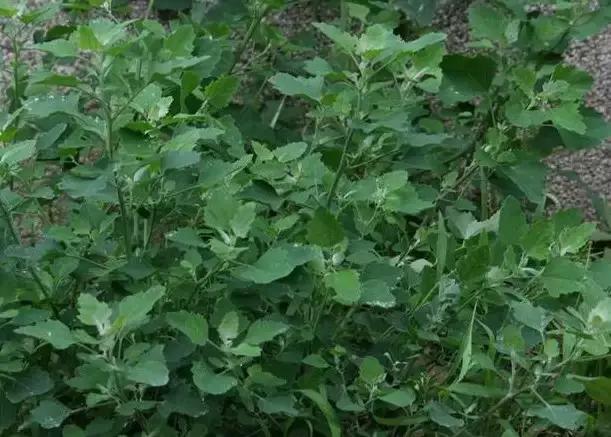 云南人再贵也要吃野生菌,云南人吃过最奢侈的一道菜