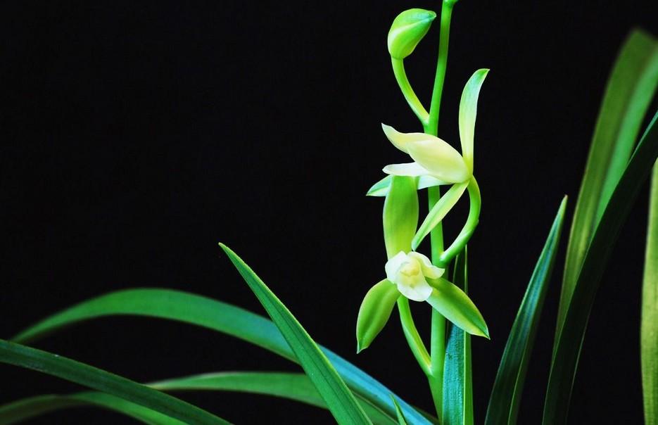 课外知识大扩展之——中国市花大全！