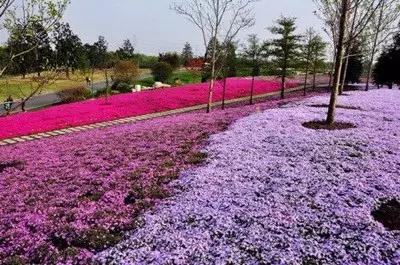 不用去日本也能看的樱花海,不用去日本也能够看到枫叶