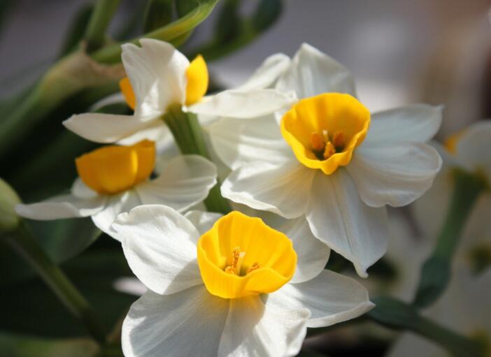 如何养好一盆水仙,水仙怎么养根才能白