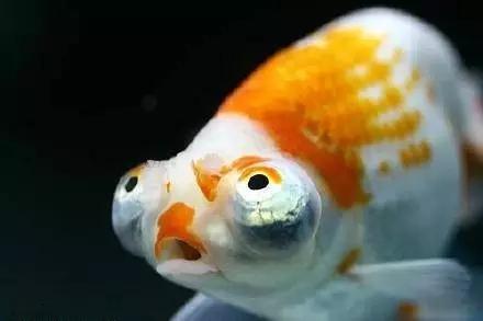 金鱼叫望天是什么鱼,望天金鱼纪录片