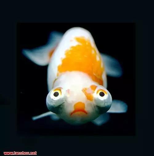 金鱼叫望天是什么鱼,望天金鱼纪录片