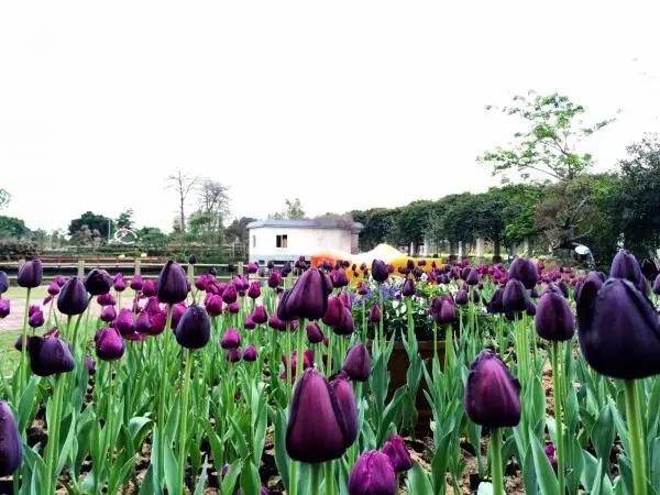 从东莞出发,不到两小时,就能够感受到靓爆灯的童话世界！