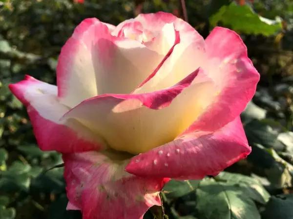 从东莞出发,不到两小时,就能够感受到靓爆灯的童话世界！