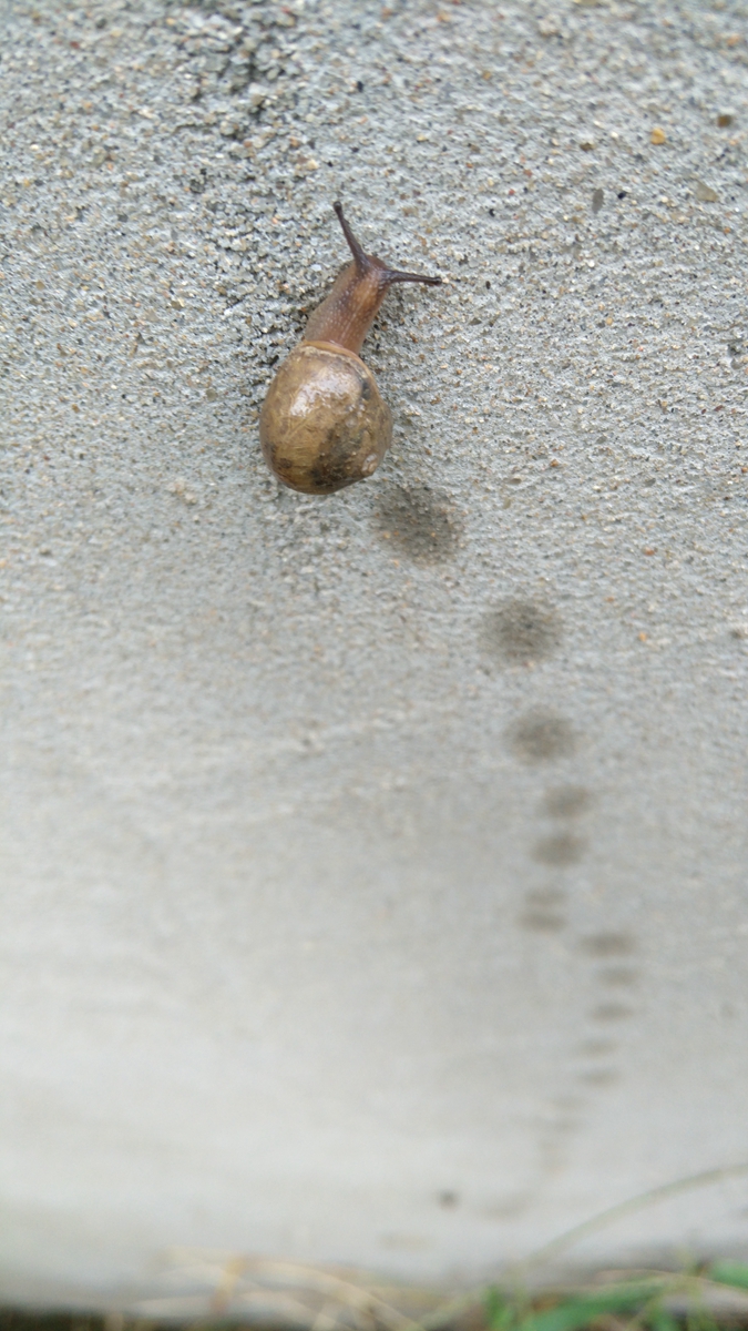 3倍光学变焦成像质量,小米12sultra120倍变焦成像