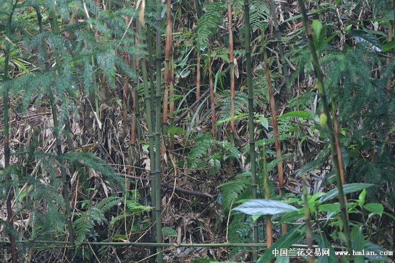 西部刀手，行走于中国道教神山四川洪雅瓦屋山，暗藏杀伐之气！