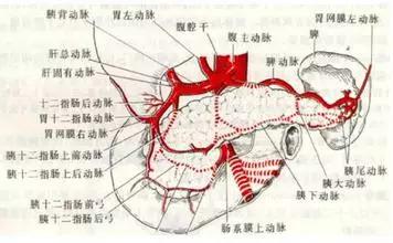 中医脾功能功能详细解析,胃不降浊脾不升清中医辨证施治