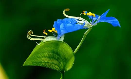 云南人再贵也要吃野生菌,云南人吃过最奢侈的一道菜