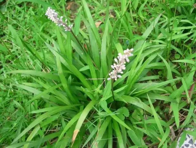 云南人再贵也要吃野生菌,云南人吃过最奢侈的一道菜