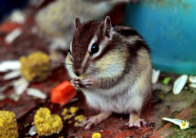 家里有娃娃的请注意儿歌 (儿歌家里有娃娃的请注意)