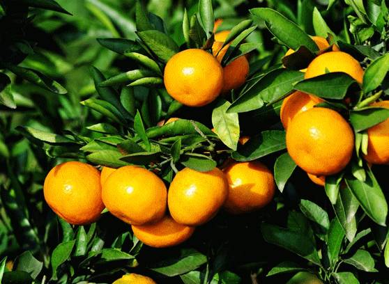 上海最合适逛吃的地方,上海好吃好玩的古镇