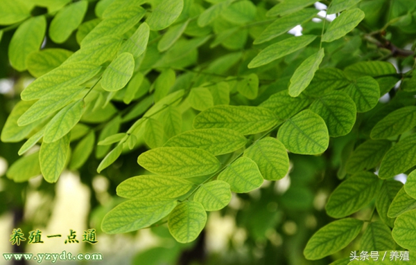 十种树叶养兔可部分替代饲料,哪种牧草养兔长得快最有效