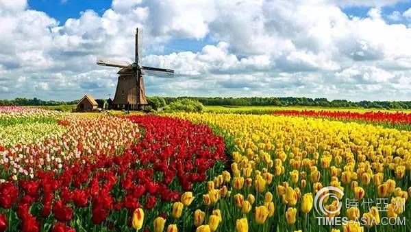 荷兰花海郁金香花语炙热的爱,郁金香花海的花语