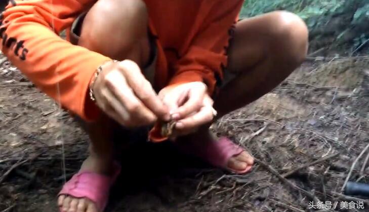 农村里的人是这样抓野鸡的，用细竹竿做陷阱很好用