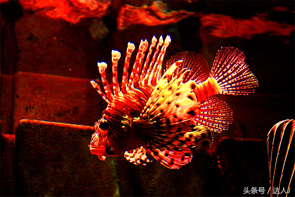 沙漠上的超级绿洲迪拜,迪拜沙漠上的豪华之都