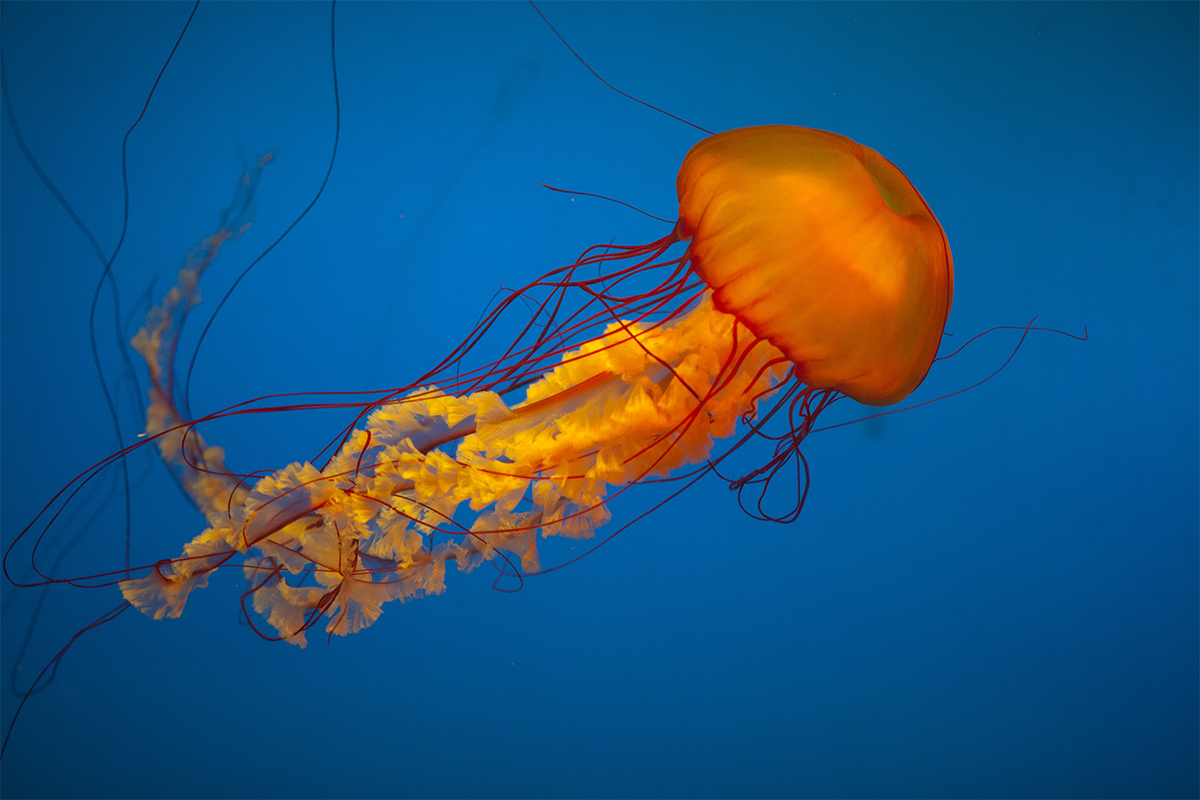 水母海洋世界,中国海洋世界水母馆