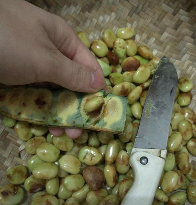 过去人们对它置若罔闻，现在爱美女孩尤其喜欢，几百元一斤抢手货