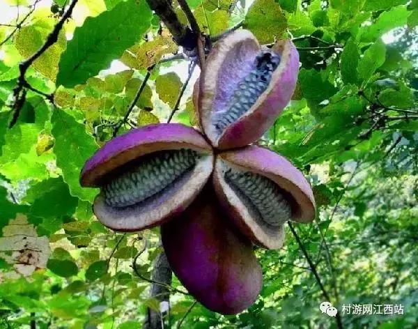 农村五大野果你吃过几种,农村山里的野果有哪些