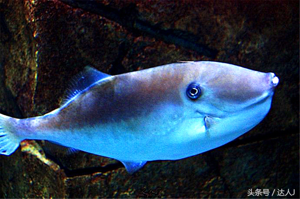 沙漠上的超级绿洲迪拜,迪拜沙漠上的豪华之都