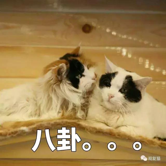 蓝猫找猫报应,蓝毛找猫