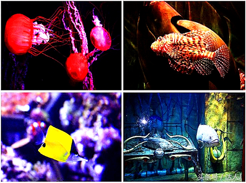 沙漠上的超级绿洲迪拜,迪拜沙漠上的豪华之都